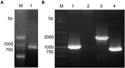 Impacts of Ser/Thr Protein Kinase Stk1 on the Proteome, Twitching Motility, and Competitive Advantage in Pseudomonas aeruginosa